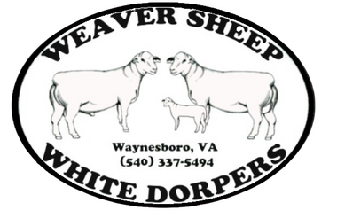 Weaver Dorper Sheep
